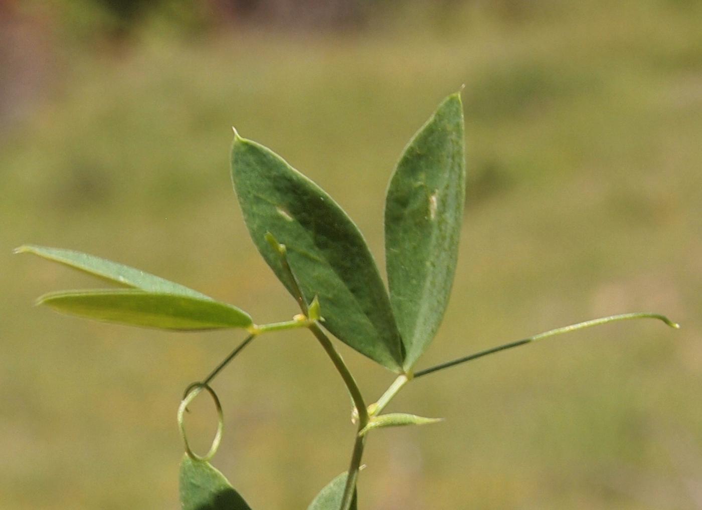 Pea, Tuberous leaf